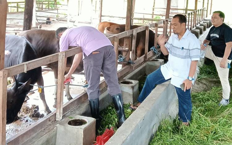 Pemeriksaan Kesehatan Ternak Jelang Idul Adha 2025 di Kalampangan