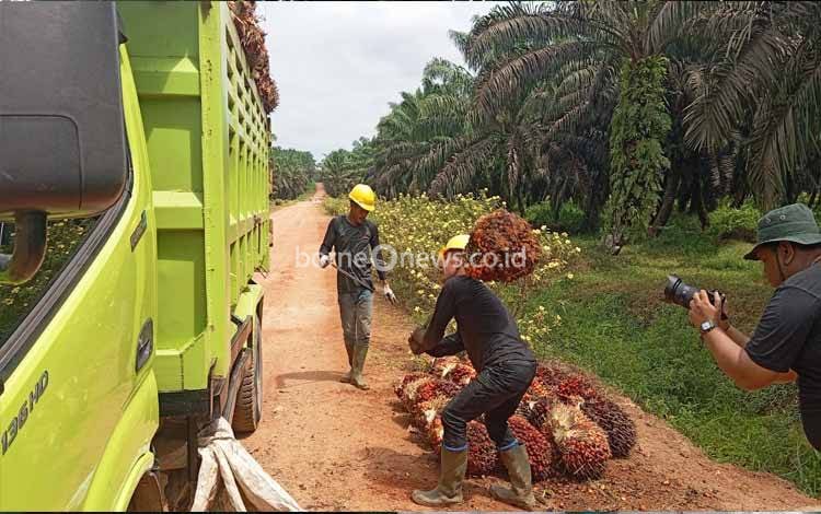 Pekerja di perkebunan kelapa sawit yang ada di Pangkalan Bun, Kalimantan Tengah sedang mengangkut Tandan Buah Segar.(FOTO: TESTI PRISCILLA)