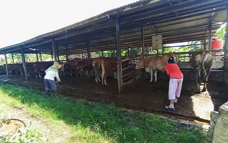 Pekerja membersihkan kandang sapi di salah satu peternakan yang ada di Kota Palangka Raya. (FOTO: TESTI PRISCILLA)
