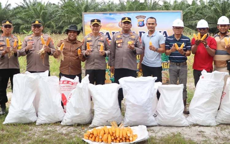 Polres Seruyan Panen Jagung di Lahan Ketahanan Pangan PT. SPW Kartika