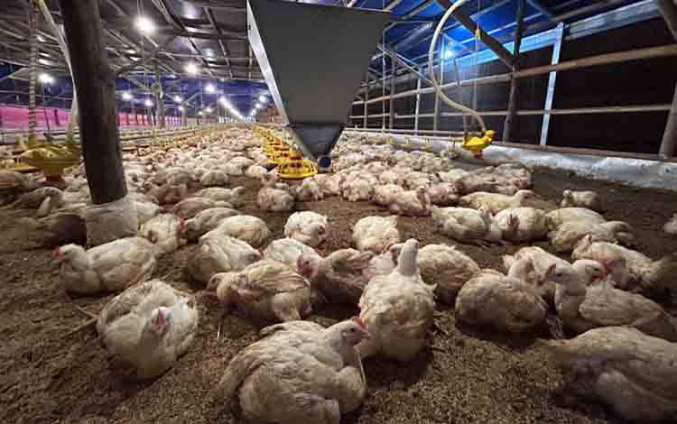 Kementan Kendalikan Produksi Demi Stabilkan Harga Ayam Hidup