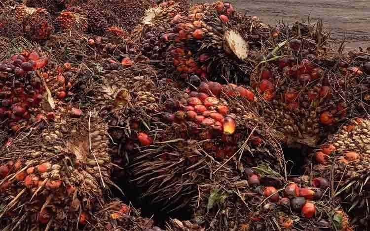 PT AKPL Bangun Kebun Plasma Meski Tak Diwajibkan, Kini Fokus pada Fasilitasi Usaha Produktif Perkebunan