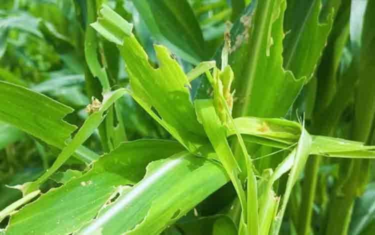 Petani Diminta Waspada Potensi Peningkatan Hama dan Penyakit Tanaman