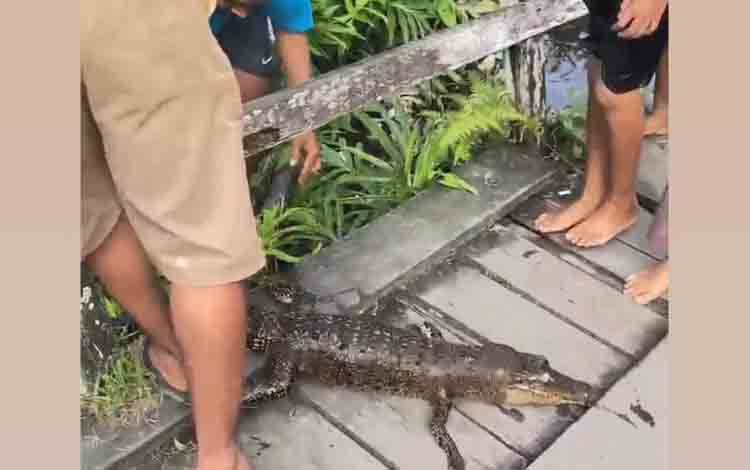 Bangkai Anak Buaya Gegerkan Warga Mentaya Seberang
