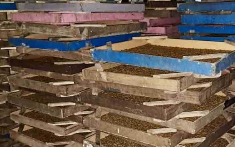 Karantina Kalsel Periksa Kelayakan 800 Kg Ulat Hongkong asal Jatim