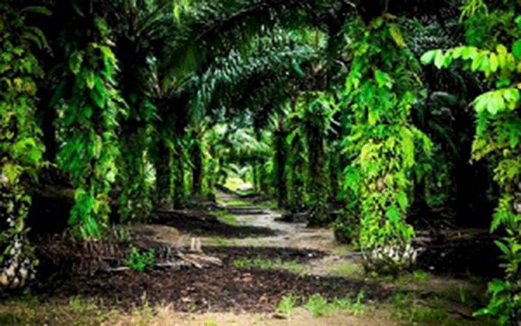 Indonesia dan Malaysia Dominasi Produksi Minyak Kelapa Sawit Global