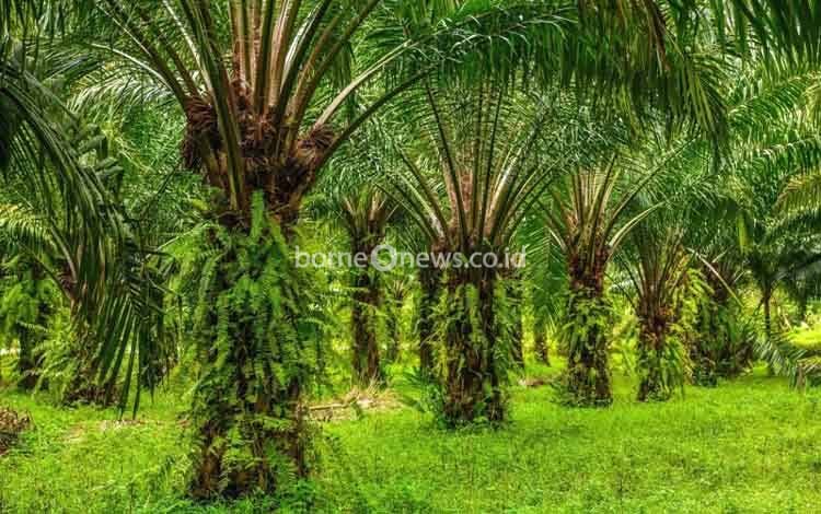 Aspekpir Desak Pemerintah Lindungi Hak Petani Transmigran dalam Penetapan Kawasan Hutan