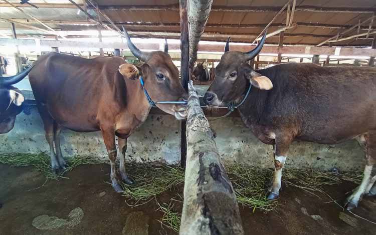 Beberapa ekor sapi yang telah dinyatakan siap dan layak menjadi hewan kurban.(FOTO: TESTI PRISCILLA)