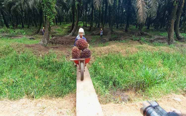 Surat ke Presiden Belum Ditanggapi, Pengacara Kalteng: Satgas PKH Asal Menyita Lahan Sawit