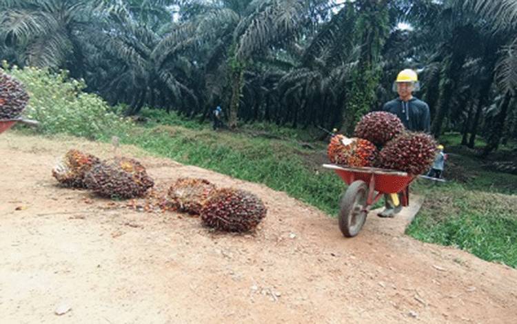 Proses Pengolahan Kelapa Sawit, Tahapan Penting untuk Kualitas Minyak Sawit