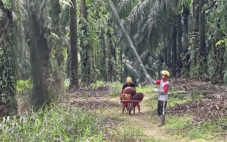 Beragam Pemanfaatan CPO dalam Industri, Produk Sawit Berperan Penting