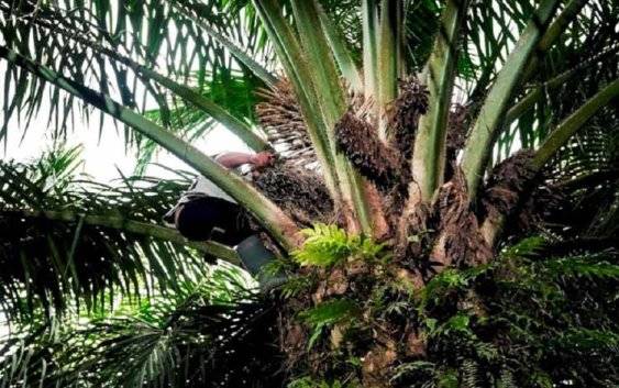Seorang pekerja sedang memanjat pohon kelapa sawit.(FOTO: Istimewa)