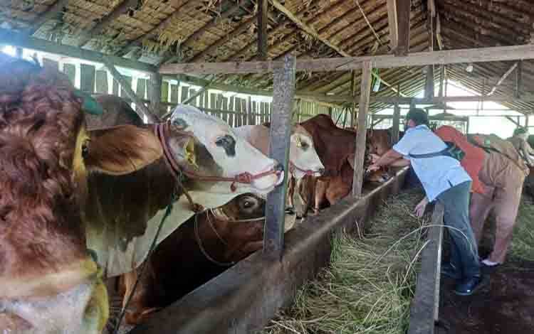 DPRD Kotim: Peternak Lokal Harus Didukung untuk Kurangi Ketergantungan dari Luar