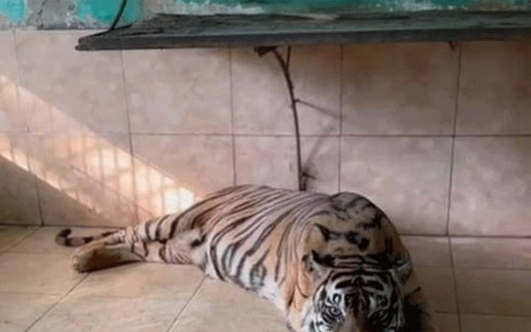 'Si Uni' harimau Sumatera (phantera tigris Sumaterae) semasa hidupnya yang merupakan koleksi dari Kebun Binatang Taman Rimba Jambi, ditemukan mati di kandangnya pada Kamis siang (29/5/2025). ANTARA/HO/Erliani