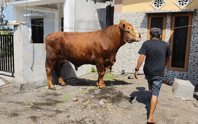Sapi kurban yang diserahkan Presiden Prabowo Subianto untuk warga di Lombok Timur, Provinsi NTB, Kamis (29/05/2025). ANTARA/HO-Humas Pemkab Lombok Timur.