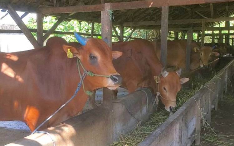 Sapi di kandang milik Muhammad Syafi di Sampit, Jumat, 30 Mei 2025. (FOTO: IST)