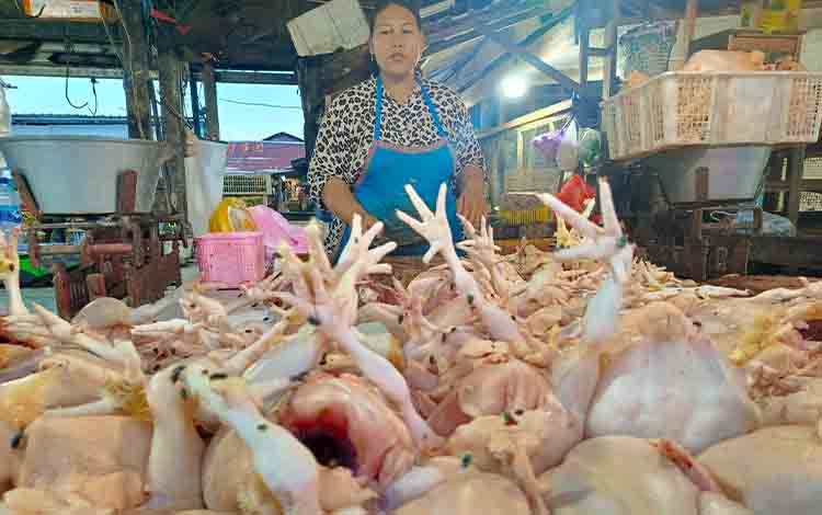 Banjir Pasokan Ayam dari Kalsel Dikhawatirkan Berdampak Negatif pada Peternak Lokal Kotim