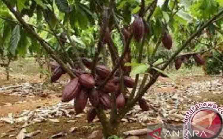 Naiknya Harga Biji Kakao karena Penurunan Produksi di Negara Produsen