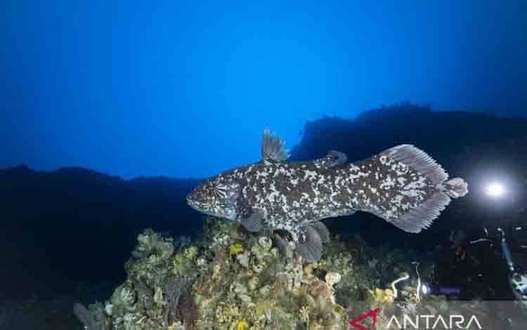 Tim Peneliti Unpatti Upayakan Konservasi Laut Dalam untuk Coelacanth