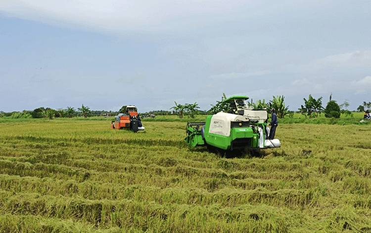 Padi Epang Seruyan Akan Didaftarkan Menjadi Varietas Unggul Nasional
