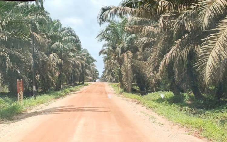 Harga TBS Kelapa Sawit Petani Naik Jadi Rp3.226,94/kg