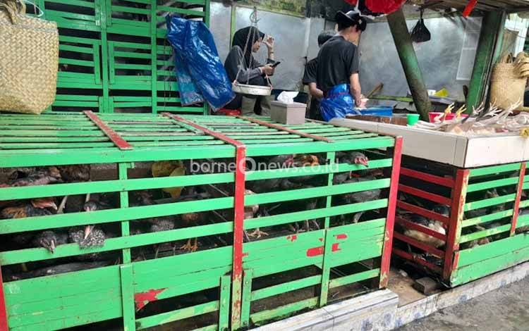 Harga Pakan Jadi Tantangan Serius bagi Peternak Unggas Lokal