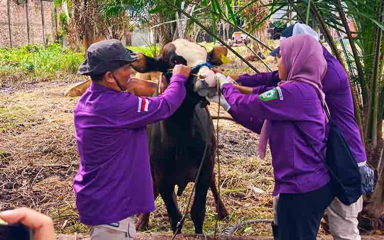 Pemeriksaan Hewan Kurban di Kotim Diintensifkan Jelang Iduladha