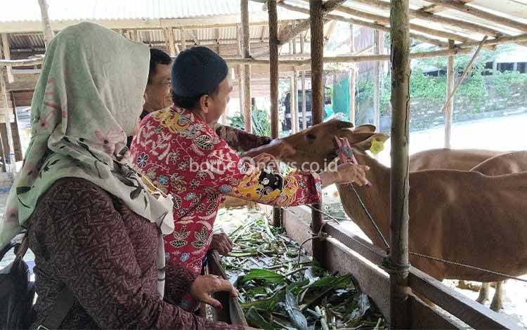 Iduladha 1446 H, Dinas Pertanian Kobar Turunkan 88 Petugas Periksa Kesehatan Hewan Kurban