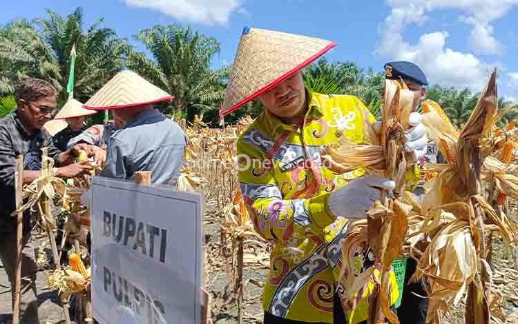 Bupati Pulang Pisau Panen Jagung di PT MKM