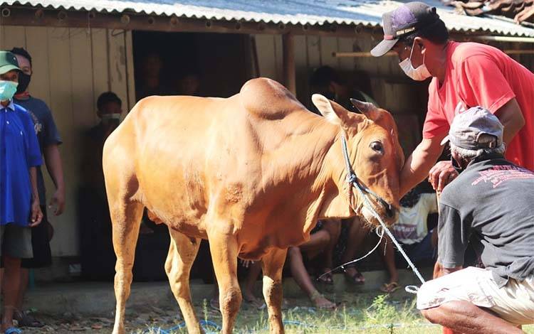 Pemprov Kalteng Pastikan Distribusi Bantuan Sapi Kurban Tepat Sasaran