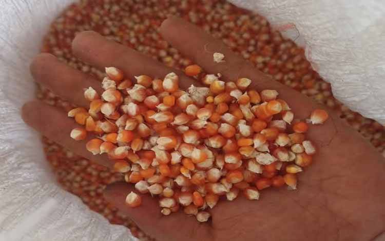 Dewan Dorong Pengembangan Jagung Pipil dengan Manfaatkan Lahan Kosong Perkotaan