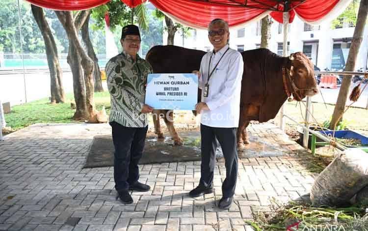 Wapres Gibran Salurkan Sapi Limousin Seberat 1,1 Ton ke Istiqlal