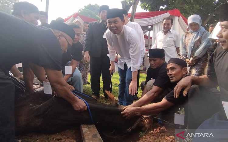 Ketua DPD RI Sultan B Najamuddin bersiap menyembelih sapi kurban di kompleks parlemen, Jakarta, Sabtu (7/6/2025). ANTARA/Bagus Ahmad Rizaldi