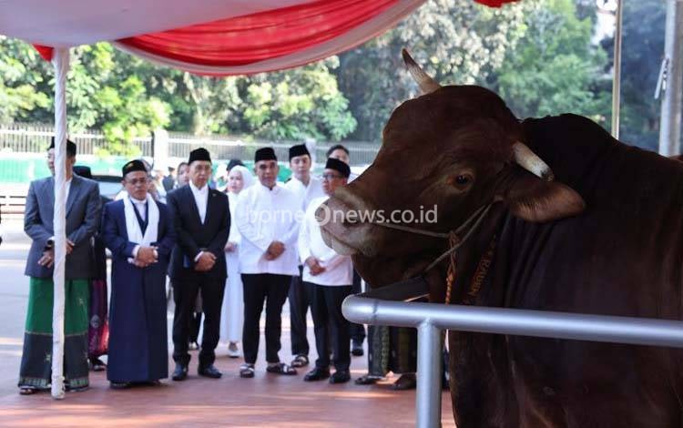 Presiden Beli 985 Sapi Kurban, APPSI: Beri Keuntungan Bagi Peternak