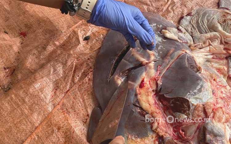 Petugas Peternakan Temukan Cacing Hati pada Hewan Kurban