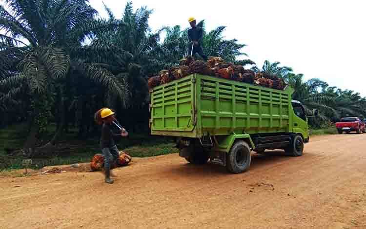 Panen Massal Sawit di Lahan yang Disita PKH, GAPKI Kalteng Berharap Penegakan Hukum yang Kondusif