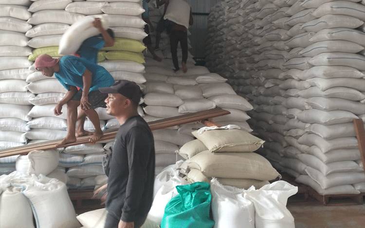 Perum Bulog Kantor Cabang Kotim Telah Serap Gabah 2.100 Ton