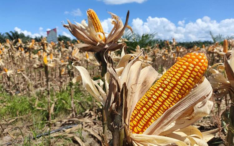 Nilai Tukar Petani Hortikultura Kalteng Turun 4,36 Persen