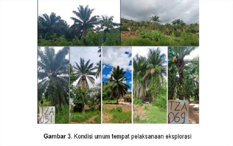Benih Eksplorasi Kelapa Sawit Tanzania Jalani Proses Karantina dan Pengujian di Indonesia