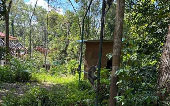 Kesehatan Satwa di Nyaru Menteng Perlu Dijaga Demi Daya Tarik Wisata