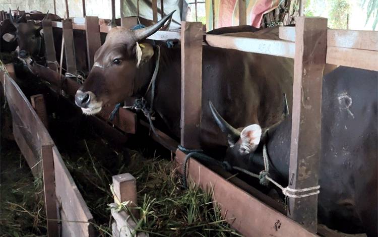 NTPT Peternakan Kalteng Naik 1,20 Persen, Harga Sapi dan Ayam Jadi Pendorong Utama