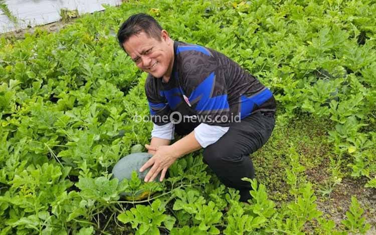 Anggota DPRD Palangka Raya, Hatir Sata Tarigan saat memperlihatkan buah semangka (Foto: Dokumen pribadi untuk Borneonews)