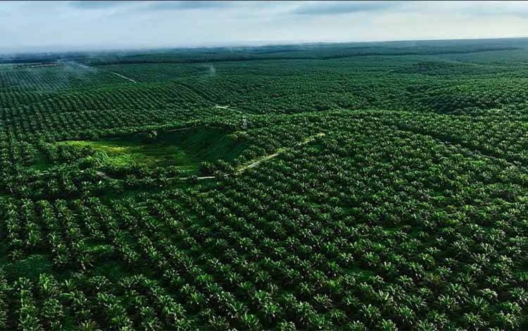 PT GSIP Serahkan Proses Hukum Kasus Pencurian Sawit kepada Pihak Berwajib