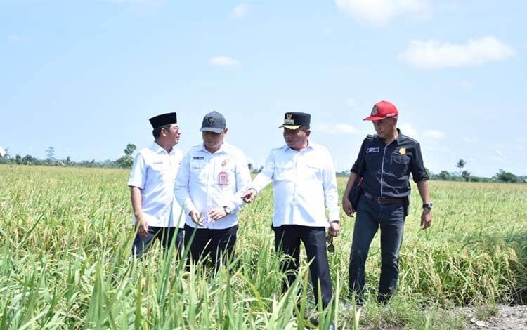 Akan Dihadiri Menko Pangan, Bupati Kapuas Cek Kesiapan Panen Raya Padi Seluas 3.800 Hektare