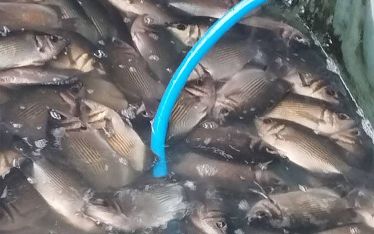 Dewan Minta Pemko Palangka Raya Awasi Kualitas Ikan yang Dijual di Pasar
