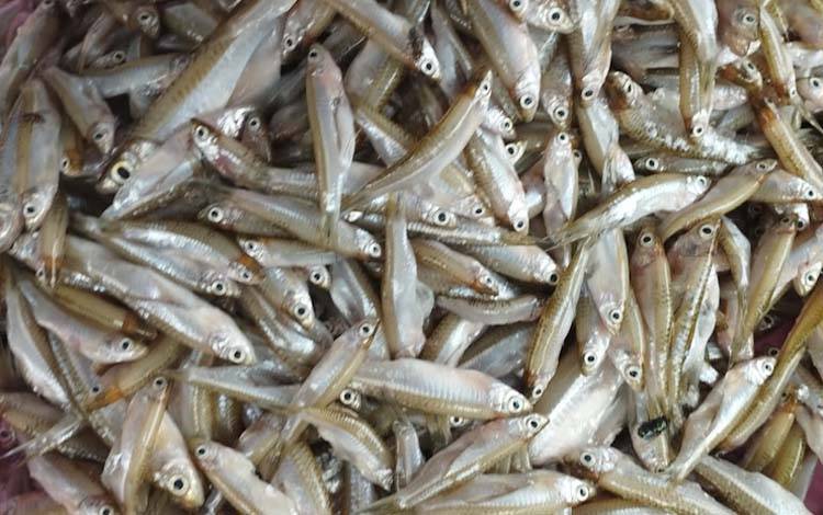 Ikan saluang (Foto: MARINI)