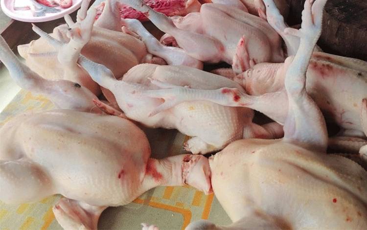 Dewan Dorong Dukungan Pemda untuk Peternak Ayam Potong Lokal