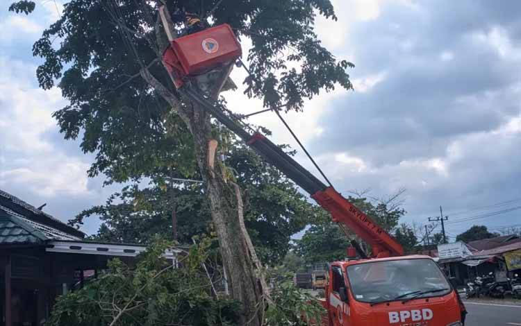 TRC BPBD Palangka Raya Pangkas Pohon Rawan Tumbang di Kalampangan