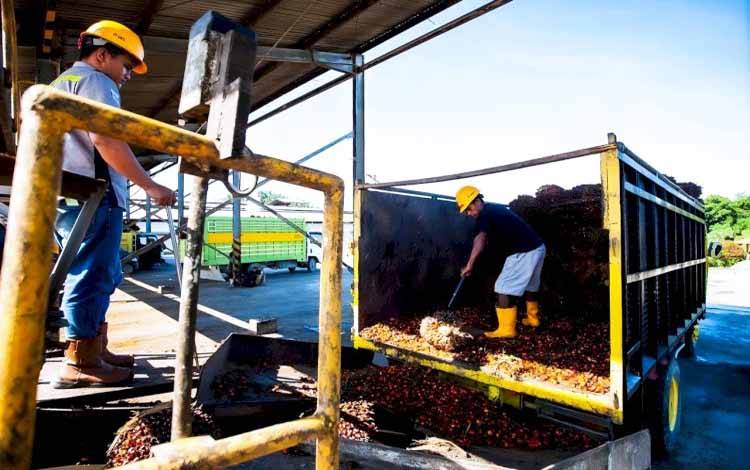 Kebijakan Baru Uni Eropa Soal Produk Bebas Deforestasi Tantang Ekspor Sawit Indonesia