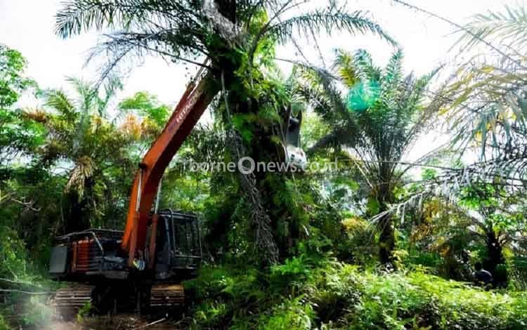 Kelapa Sawit Tetap Jadi Komoditas Unggulan, Program PSR Dorong Pemanfaatan Limbah Menjadi Gula Cair